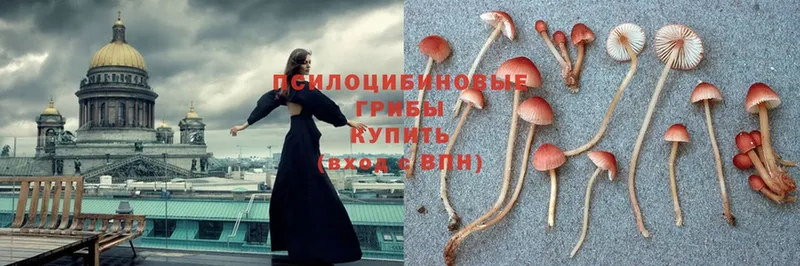 купить закладку  Белокуриха  Галлюциногенные грибы Psilocybe 